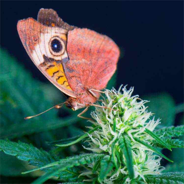 motyl na konopii siewnej